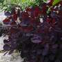 Cotinus coggygria 'Lilla'