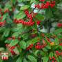 Cotoneaster franchetii