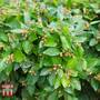 Cotoneaster lucidus