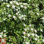 Cotoneaster horizontalis