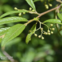Cotoneaster 'Rothchildianus'