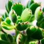 Cotyledon tomentosa ladismithiensis 'Make Upz' Mix