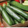 Courgette 'All Green Bush' - Seeds