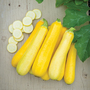 Courgette 'Butterstick' F1 Hybrid - Seeds