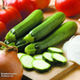 Courgette 'Defender' F1 Hybrid - Seeds
