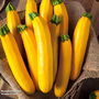 Courgette 'Orelia' F1 Hybrid - Seeds