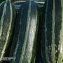 Marrow 'Tiger Cross' F1 Hybrid - Seeds