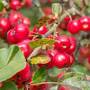 Crab Apple 'Red Sentinel'
