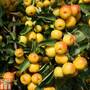 Crab Apple 'Butterball'