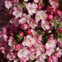 Crab Apple 'Coralburst'