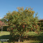 Crab Apple 'Evereste' (Mature Tree)