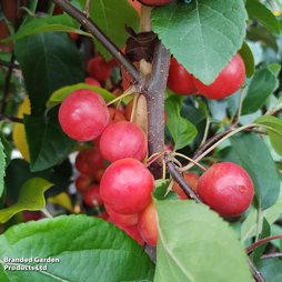 Crab Apple 'Gorgeous'