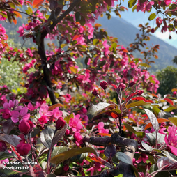 Crab Apple 'Profusion'