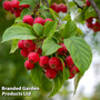 Crab Apple 'Sun Rival'