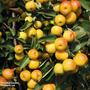 Crab Apple 'Butterball' (Mature Tree)