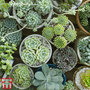 Crassula Mixed