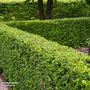 Hawthorn (Hedging)