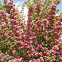 Crataegus media 'Pauls Scarlet' (Mature Tree)
