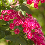 Crataegus laevigata 'Rosea Flore Pleno'