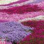 Nurserymans Choice Phlox Collection (Creeping)