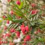 Crinodendron hookerianum