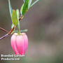 Crinodendron 'Ada Hoffman'