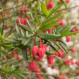 Crinodendron hookerianum 'Ashmount'