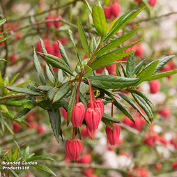 Crinodendron hookerianum 'Ashmount'