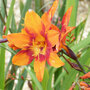 Crocosmia x crocosmiiflora 'Emily Mckenzie'