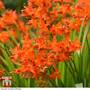 Crocosmia 'Spitfire'