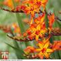 Crocosmia 'Firestarter' (Firestars Series)