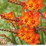 Crocosmia 'Scorchio' (Firestars Series)