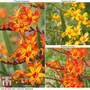 Crocosmia 'Firestars Collection'