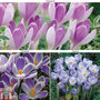 Crocus 'Bicolour Collection'