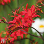Crocosmia 'Lucifer' - Bulbs