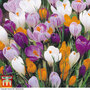 Crocus 'Large Dutch Collection'
