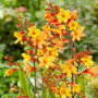 Crocosmia 'Harlequin'