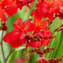 Crocosmia 'Walberton Scarlet'