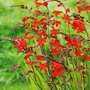 Crocosmia 'Emberglow'