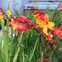 Crocosmia x crocosmiiflora 'Fire Jumper'
