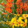 Crocosmia 'Firestars Collection'