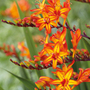 Crocosmia 'Firestarter' (Firestars Series)