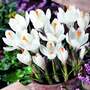 Crocus 'Jeanne d'Arc'