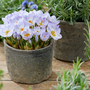 Crocus 'Joop'