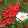 Crocosmia 'Lucifer'