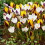Crocus 'Panda'