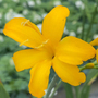 Crocosmia 'Paul's Best Yellow'