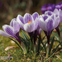 Crocus 'Pickwick'