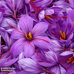 Crocus sativus (Saffron)