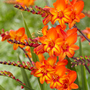 Crocosmia 'Firestars Scorchio'